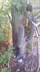 Pachycereus pringlei