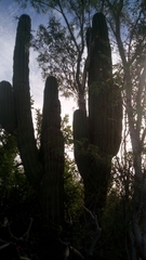 Pachycereus pringlei