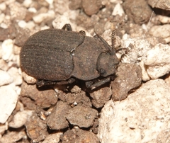 Gonocephalum adpressiforme