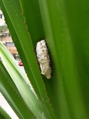 Protopolybia exigua