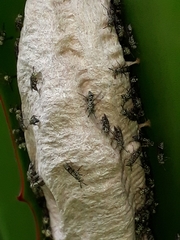 Protopolybia exigua