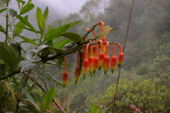 Psammisia ecuadorensis