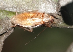 Balta notulata