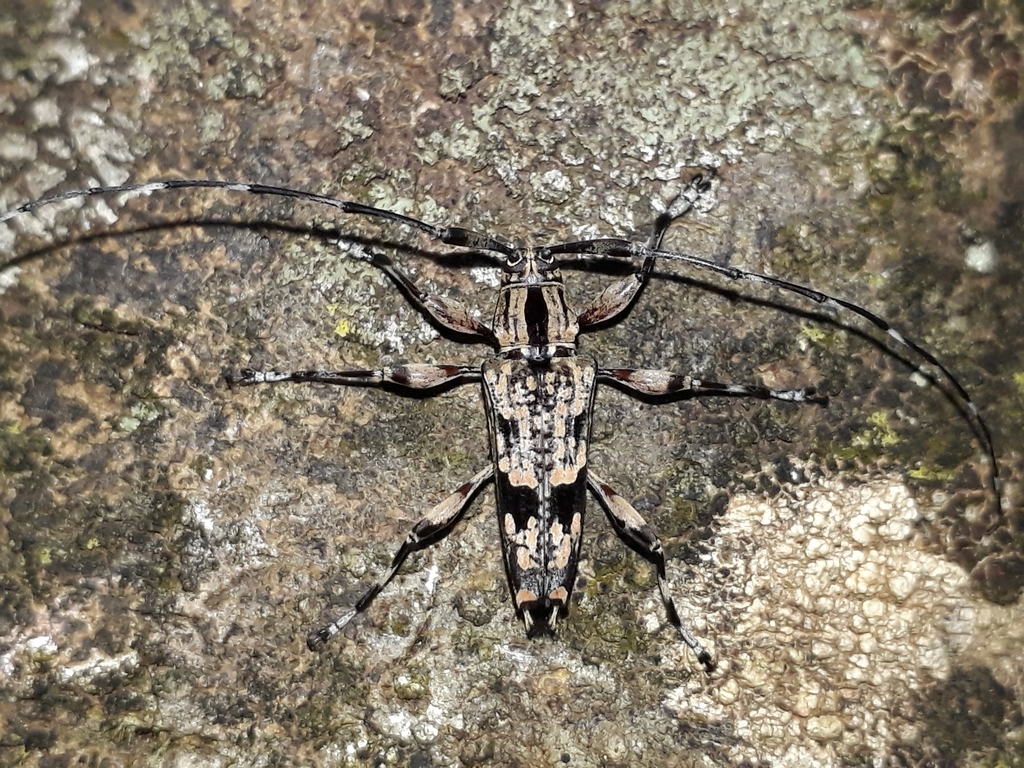 Colobothea centralis