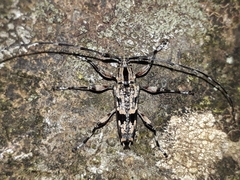 Colobothea centralis