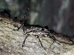 Colobothea centralis