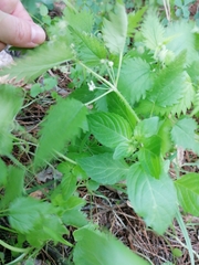 Urtica pilulifera
