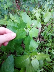 Urtica pilulifera
