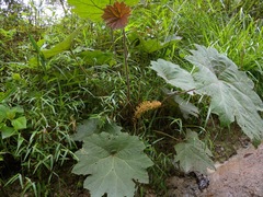 Gunnera brephogea