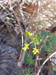 Euphorbia