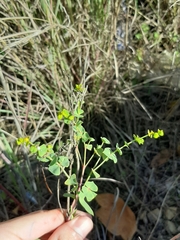 Euphorbia