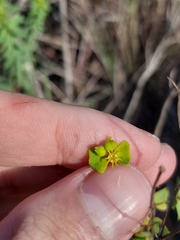 Euphorbia