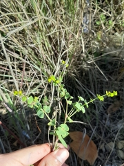Euphorbia