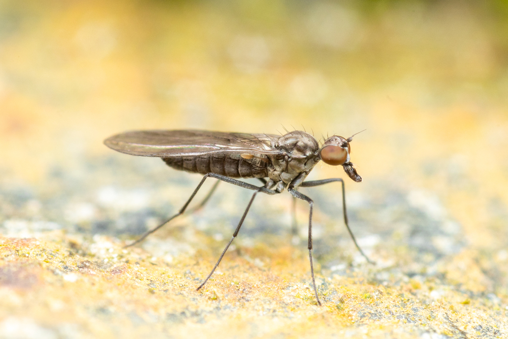 Heleodromia