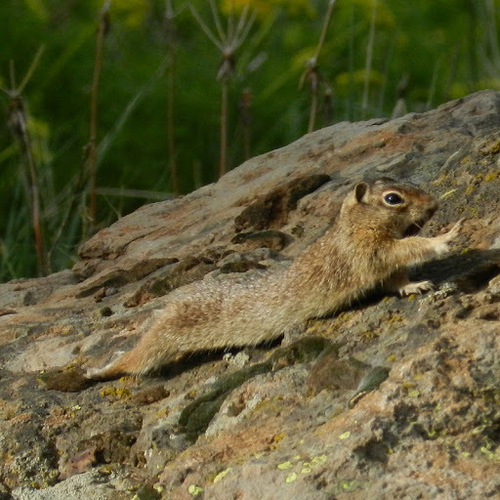 Idaho Ground Squirrel
