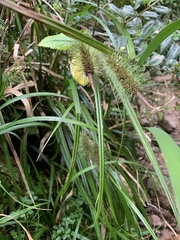 Carex erinacea