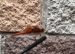 Libellula croceipennis