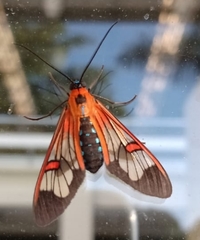 Cosmosoma cingulatum