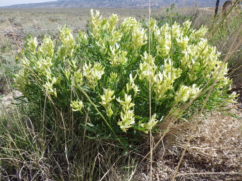 Gray's milkvetch (Astragalus grayi)