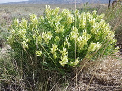 Astragalus grayi