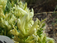 Astragalus grayi