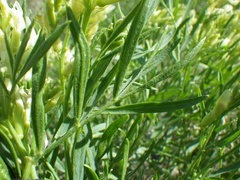 Astragalus grayi