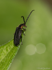 Polemius laticornis