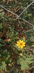 Simsia amplexicaulis