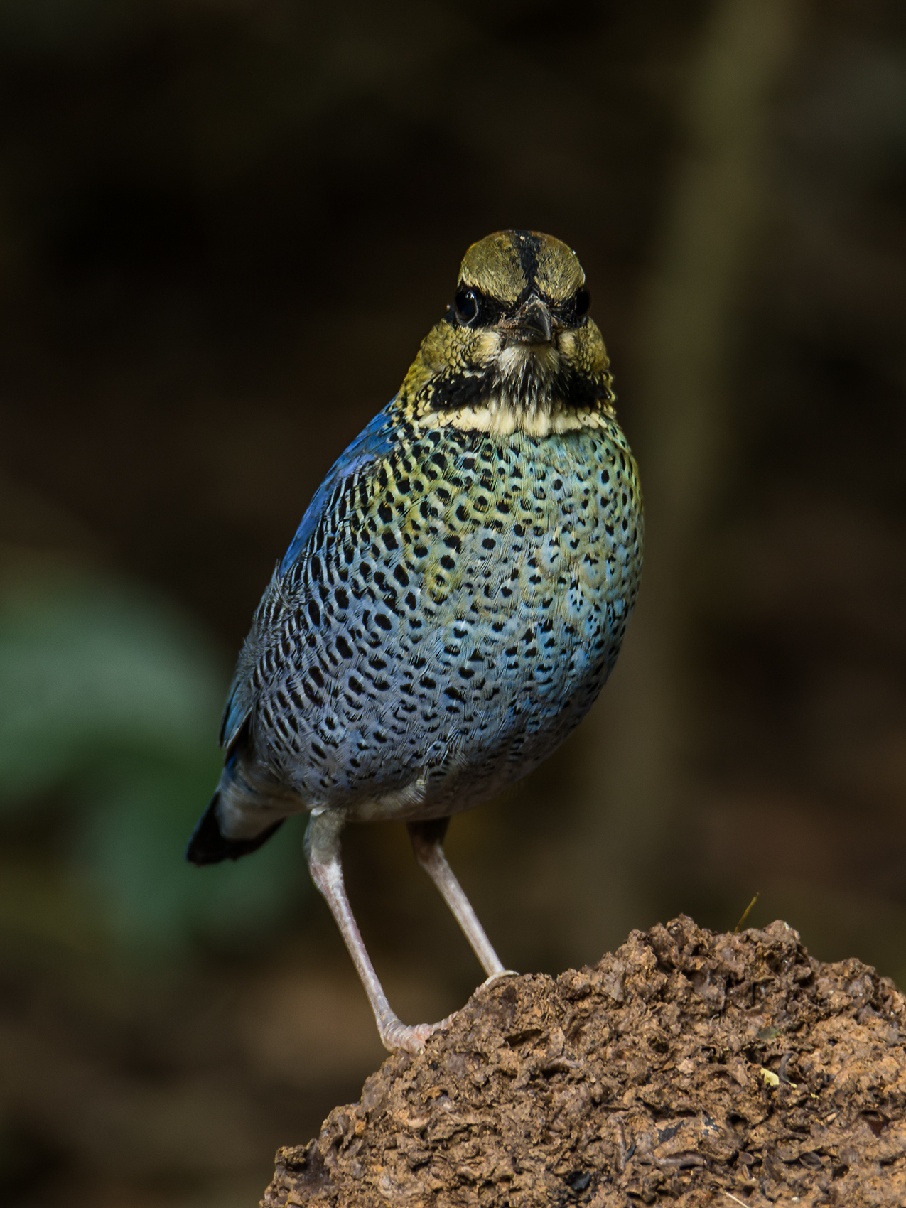Blue Pitta