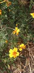Simsia amplexicaulis