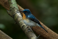 Cyornis sumatrensis