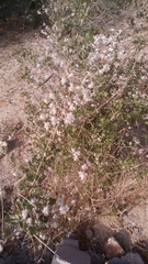 Condea laniflora