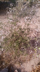 Condea laniflora