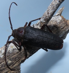 Erioderus intermedius