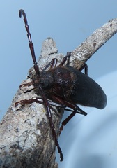 Erioderus intermedius
