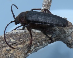 Erioderus intermedius