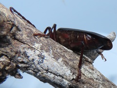 Erioderus intermedius