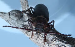 Erioderus intermedius