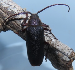 Erioderus intermedius