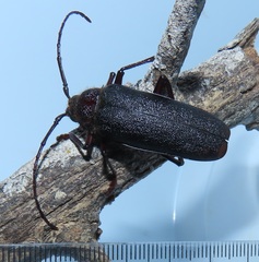Erioderus intermedius
