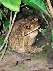 Duttaphrynus melanostictus