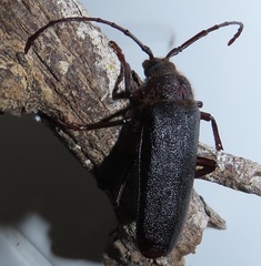 Erioderus intermedius