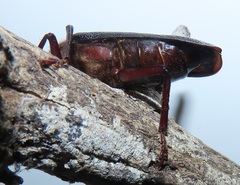 Erioderus intermedius