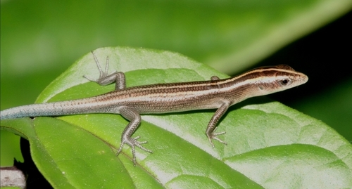 Azure-tailed Skink