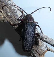 Erioderus intermedius