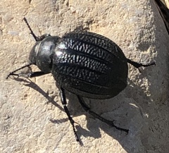 Pimelia bipunctata