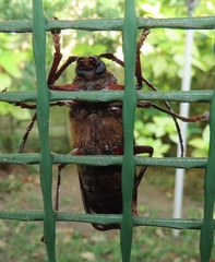 Erioderus intermedius