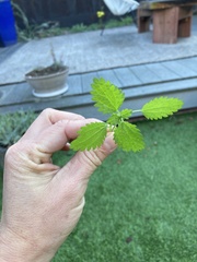 Hesperocnide tenella