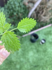 Hesperocnide tenella