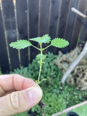 Hesperocnide tenella